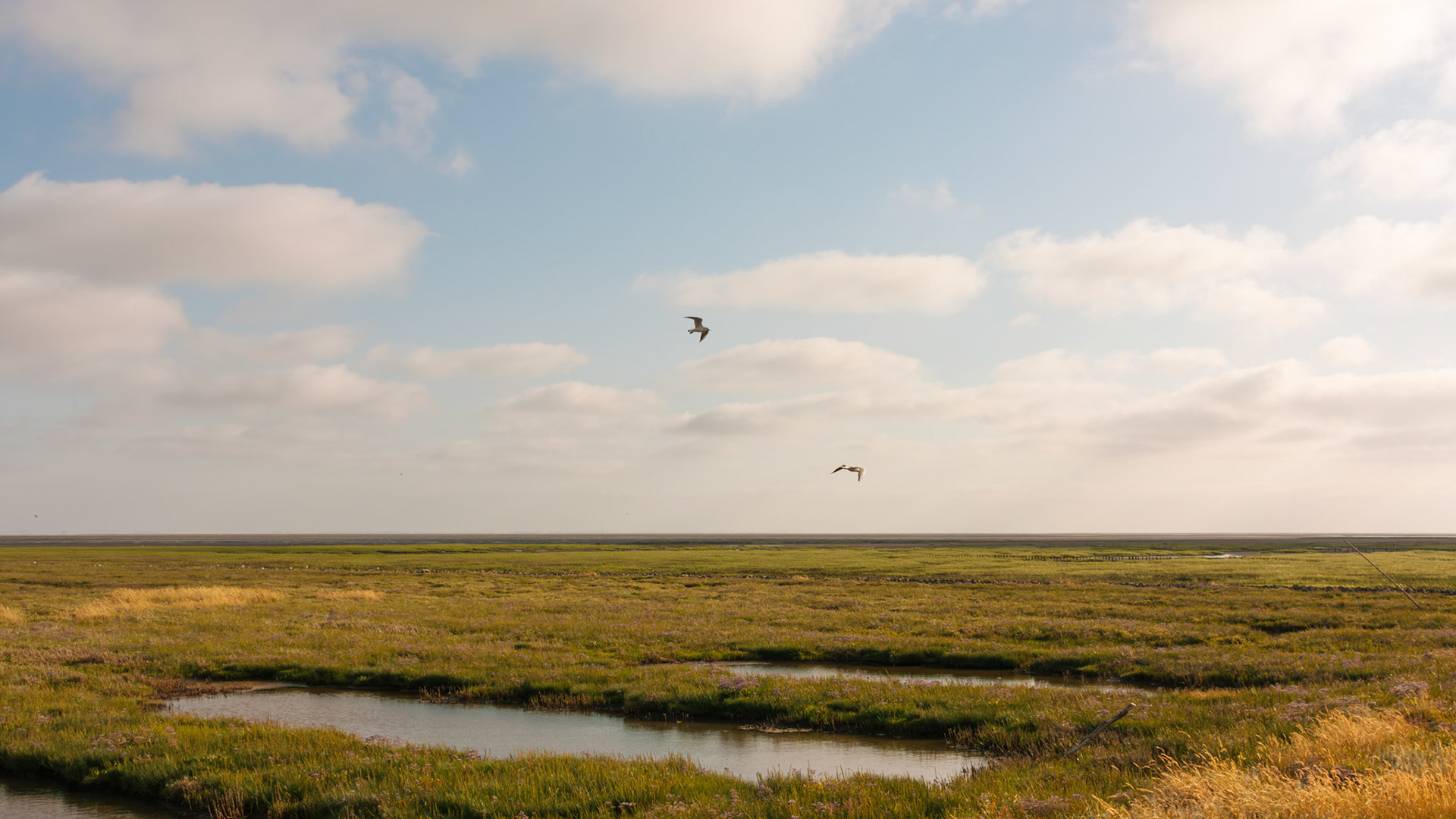 Friedrichskoog, 12 July 2026