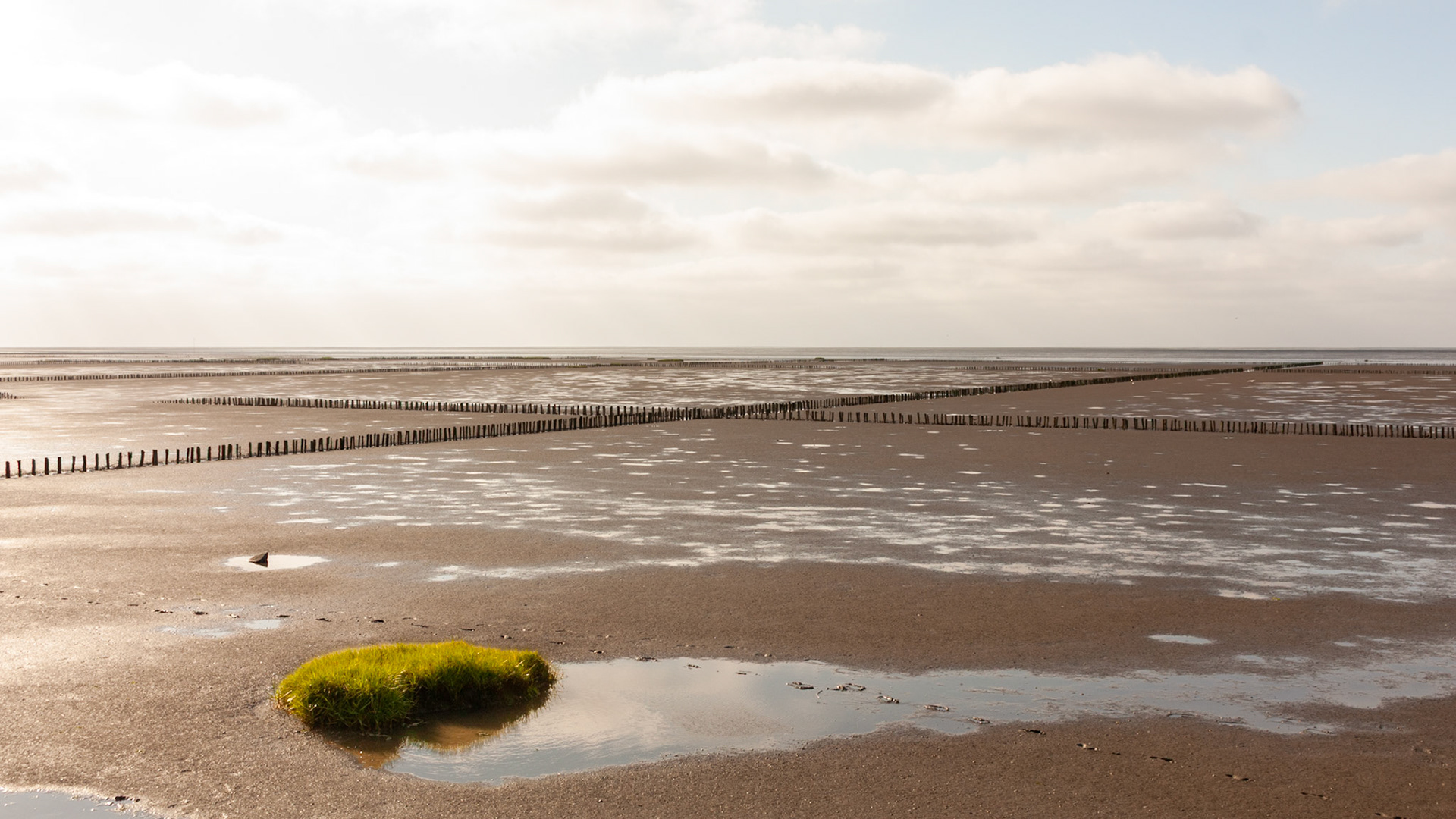 Friedrichskoog, 12 July 2026