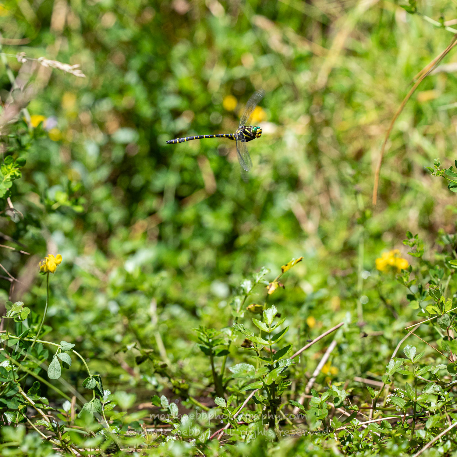 Male (Patrolling Stream)