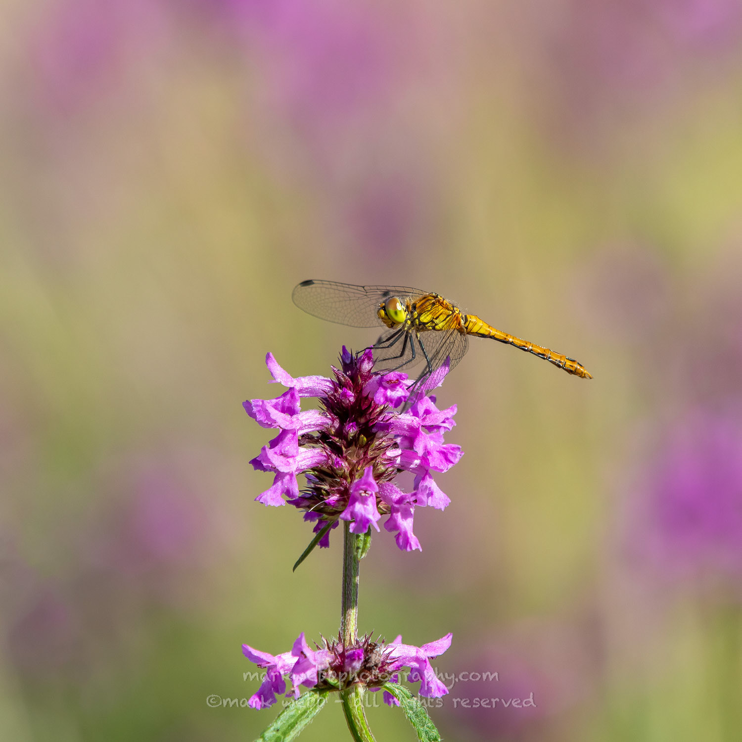 Male (Immature)