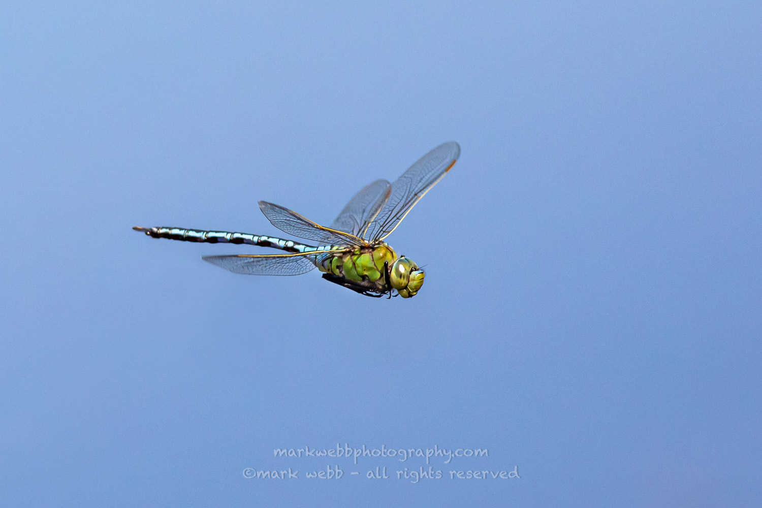 Male