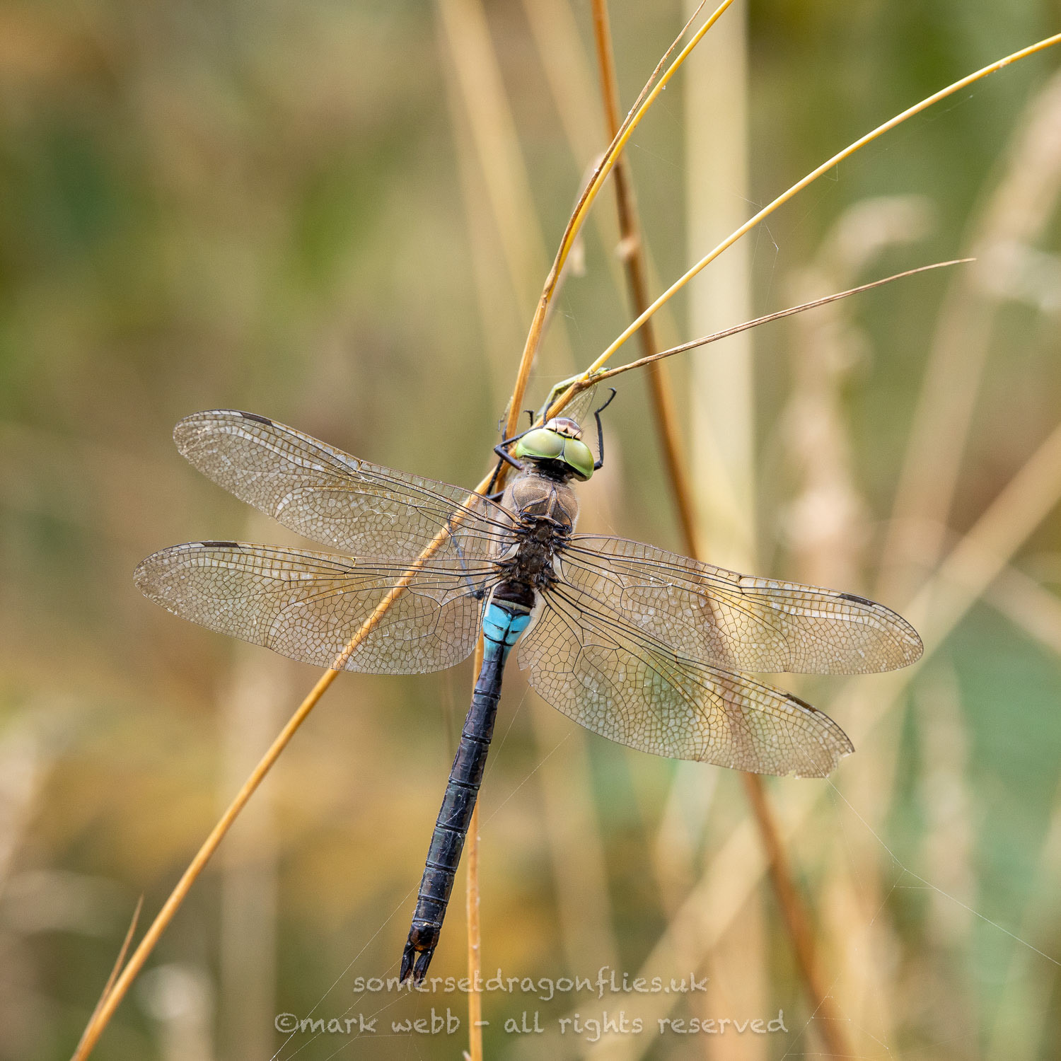 Male (abdomen goes darker with age)