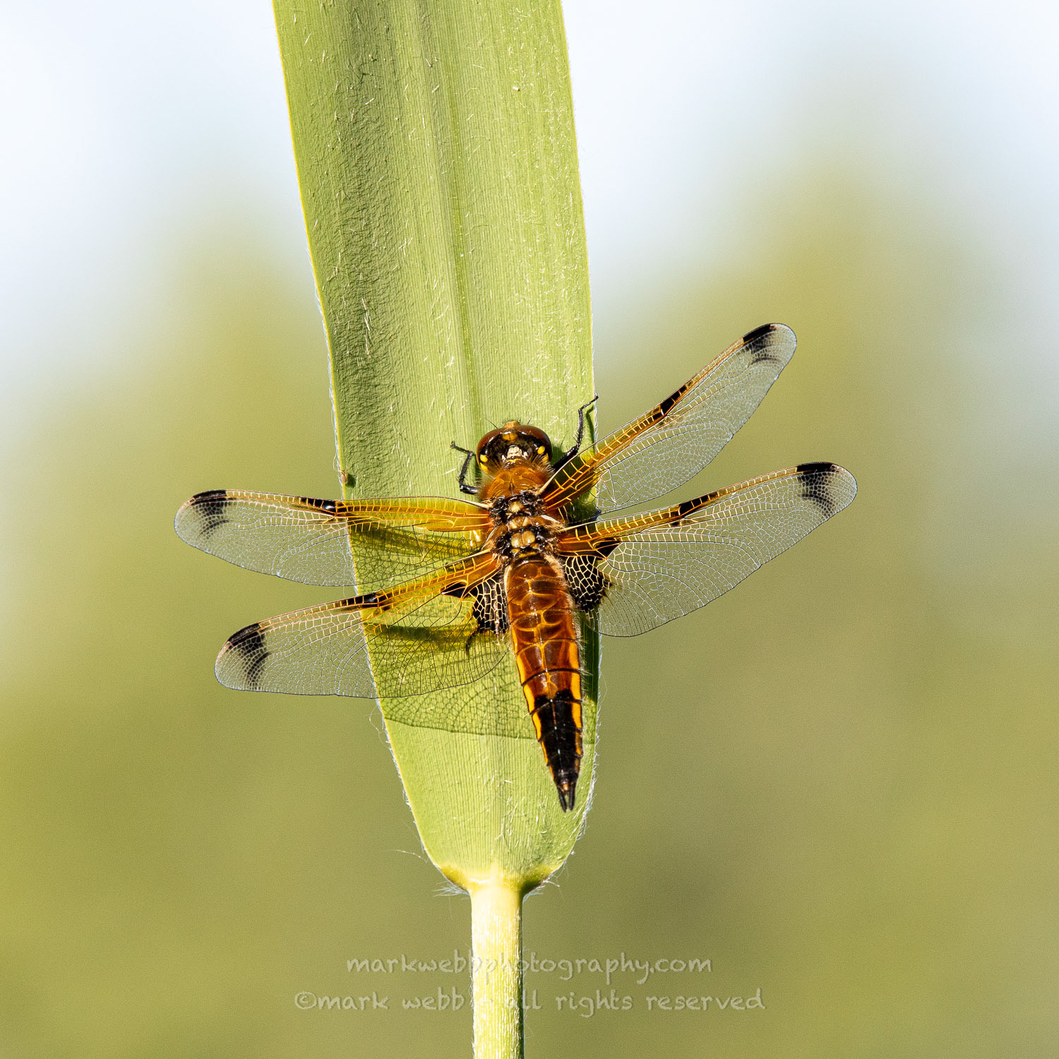 Female (praenubilia)