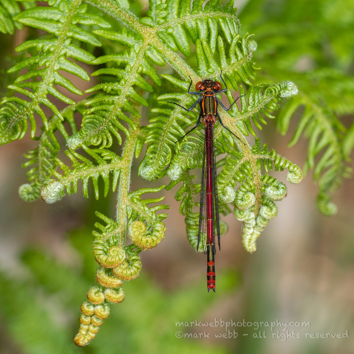 Male
