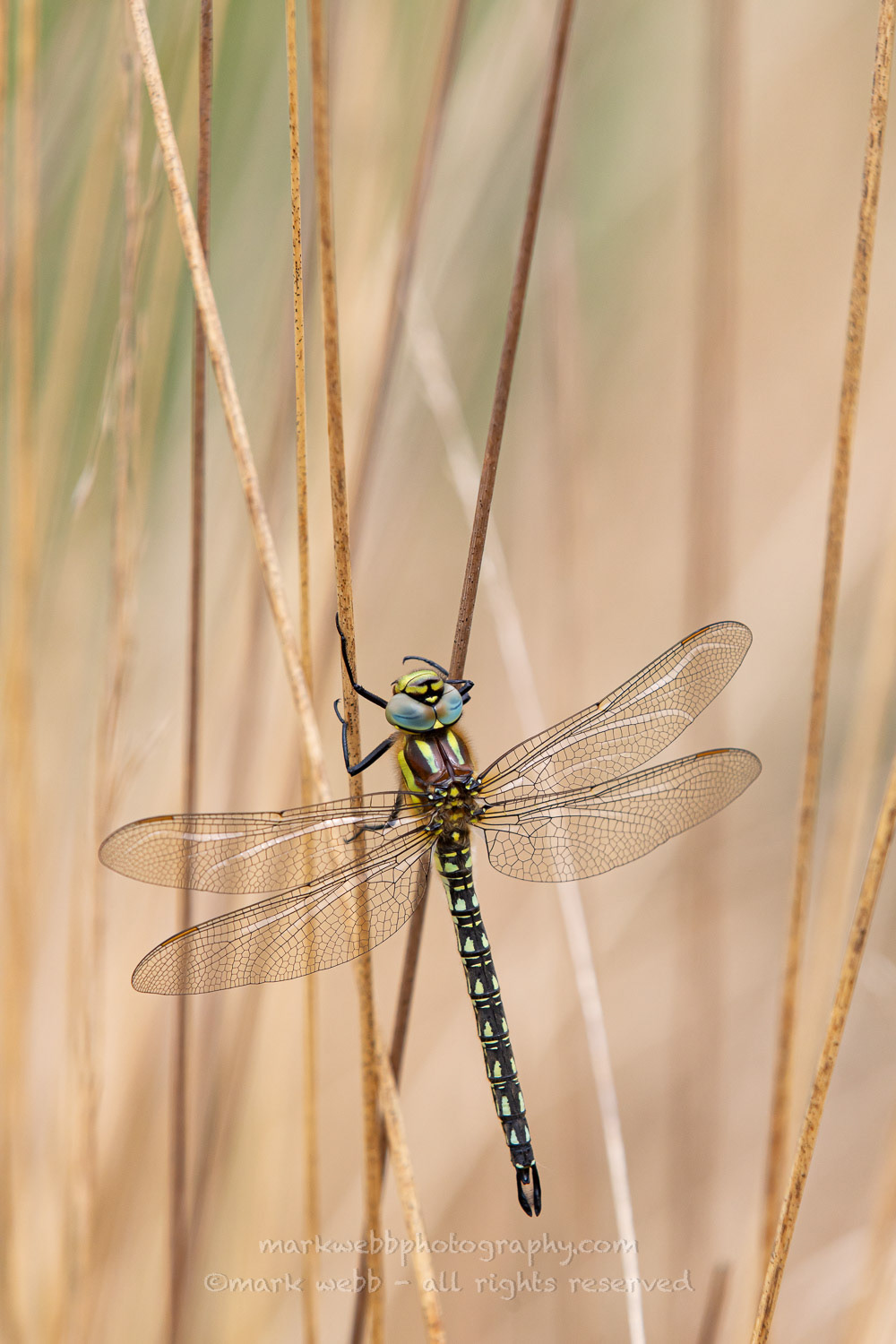 Male (Teneral / Newly Emerged - Just opened wings)