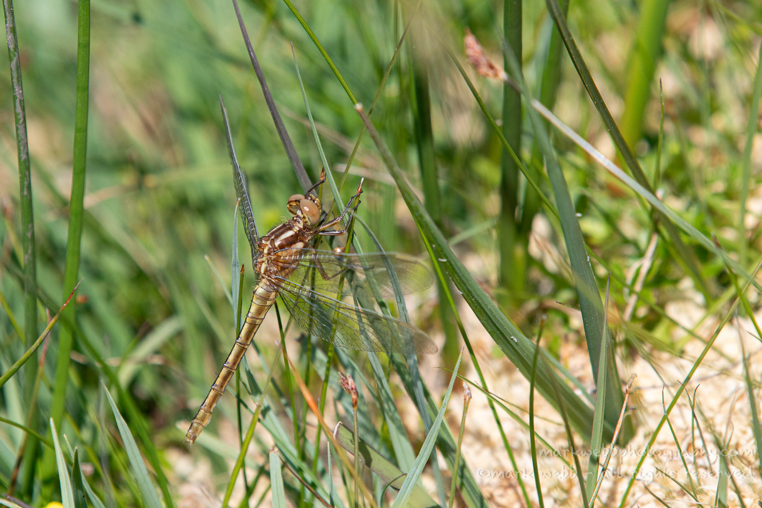 Female (Teneral / Newly Emerged)
