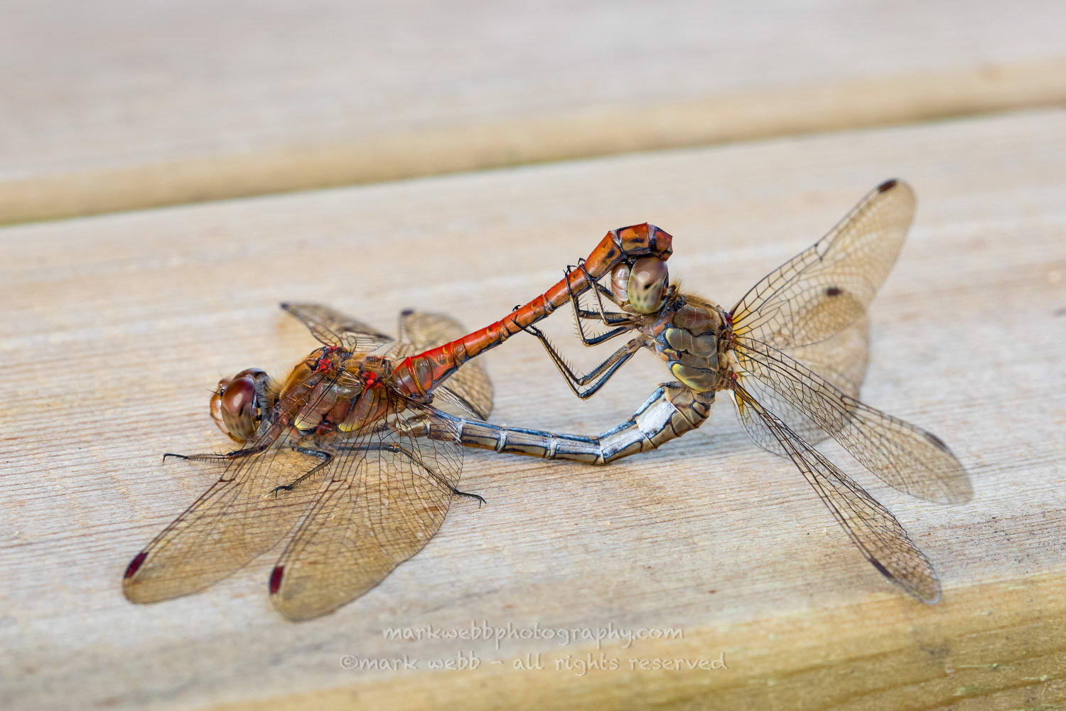 Mating