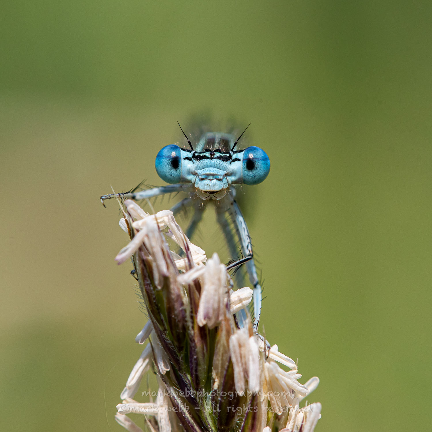 Male