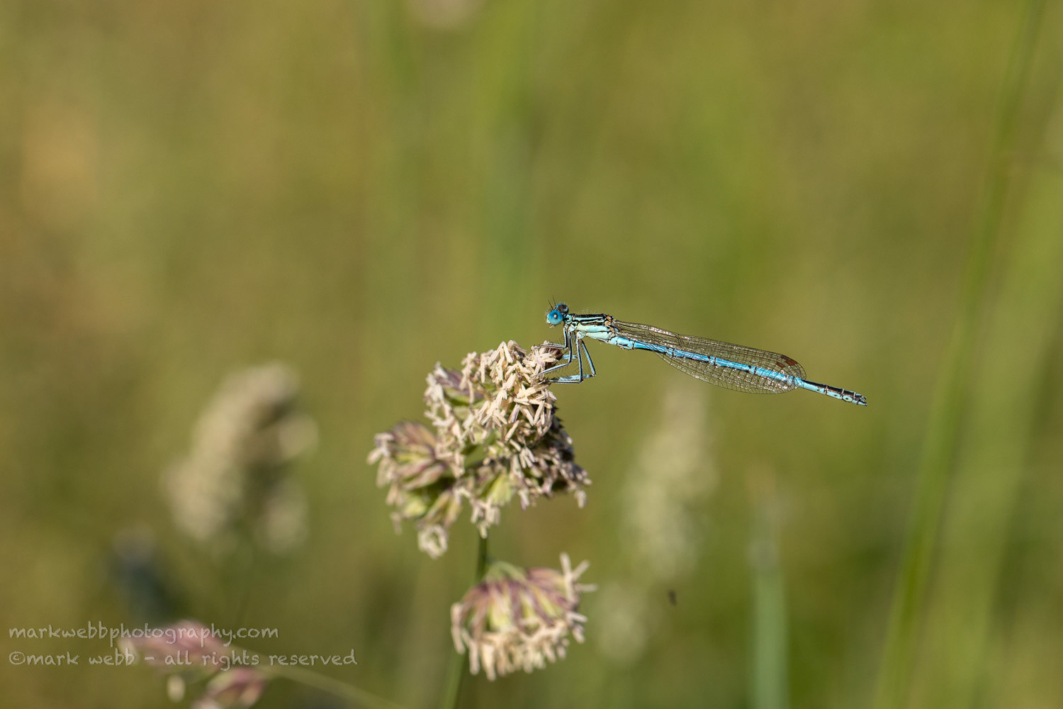 Male