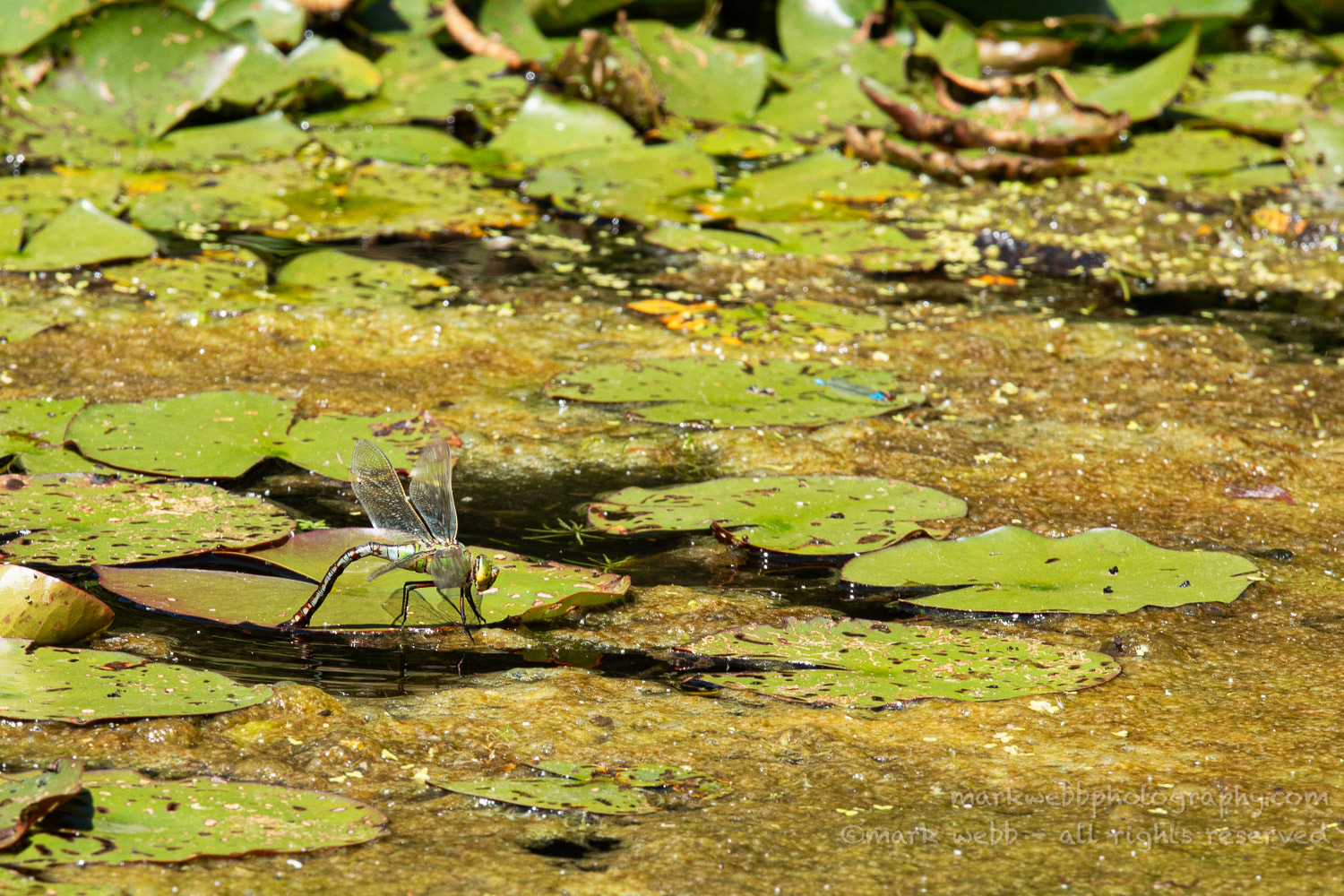 Egg Laying