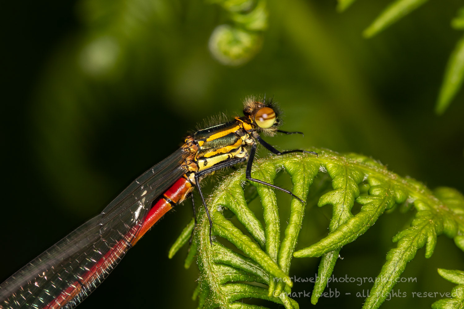 Male