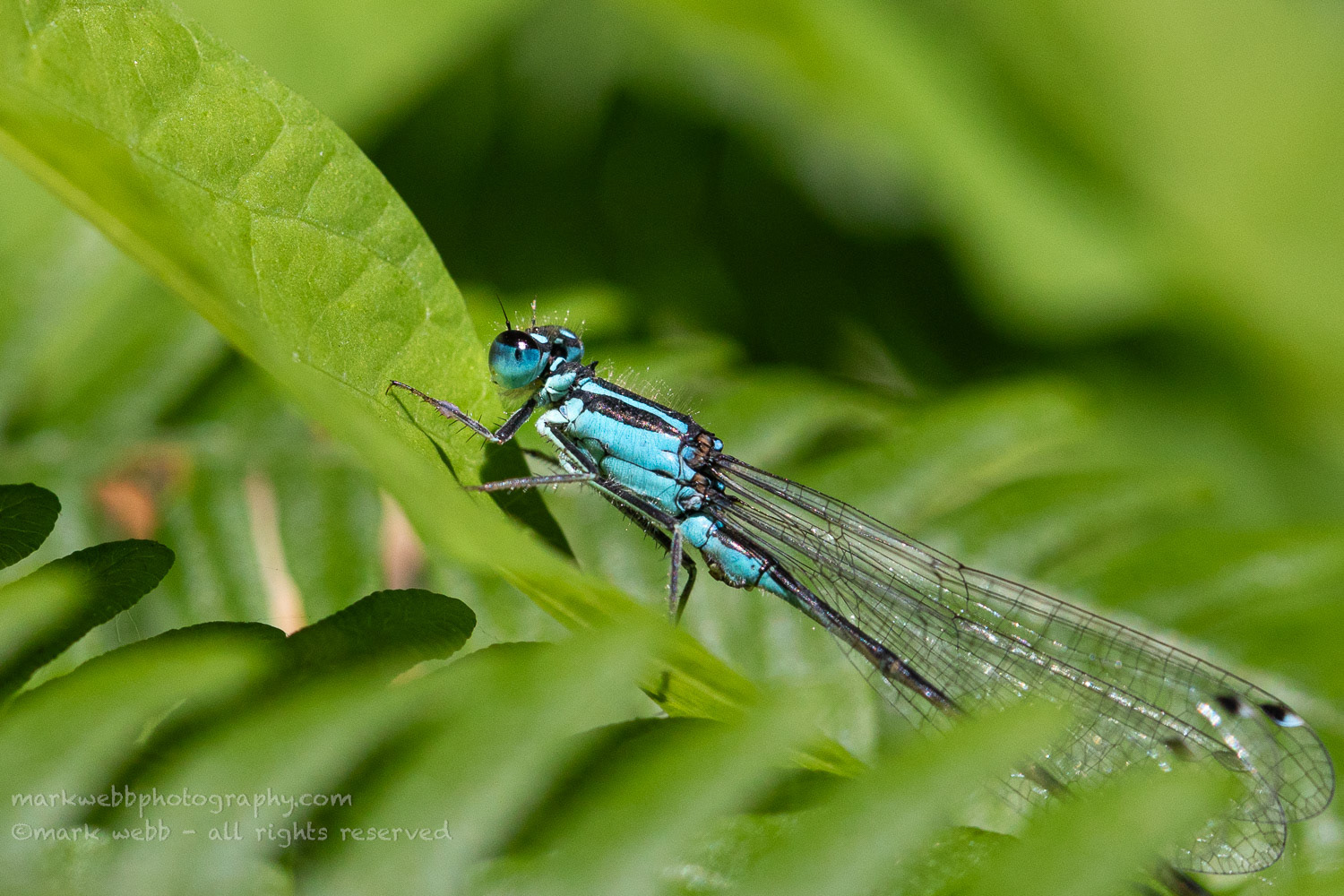 Male