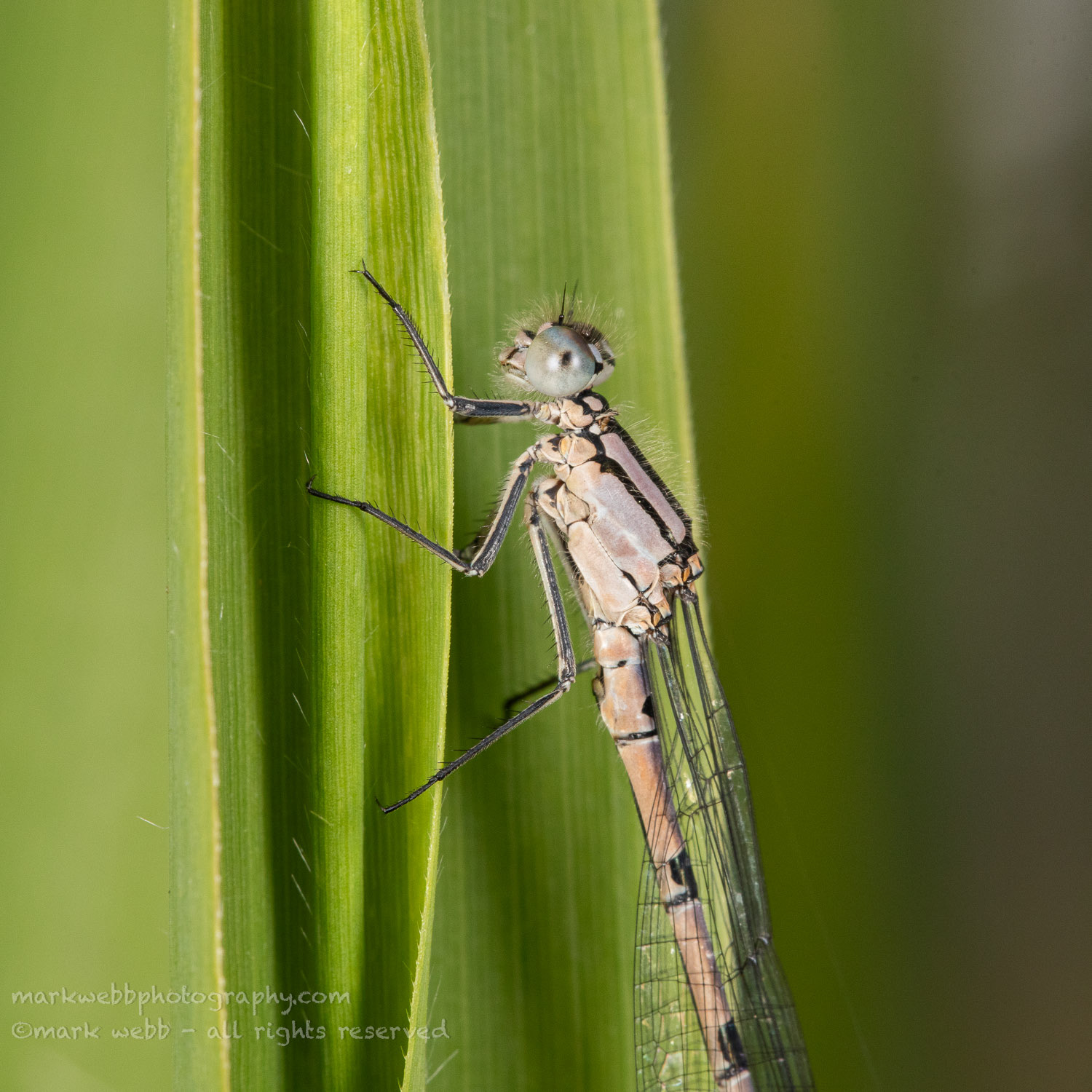Male (Teneral / newly emerged)