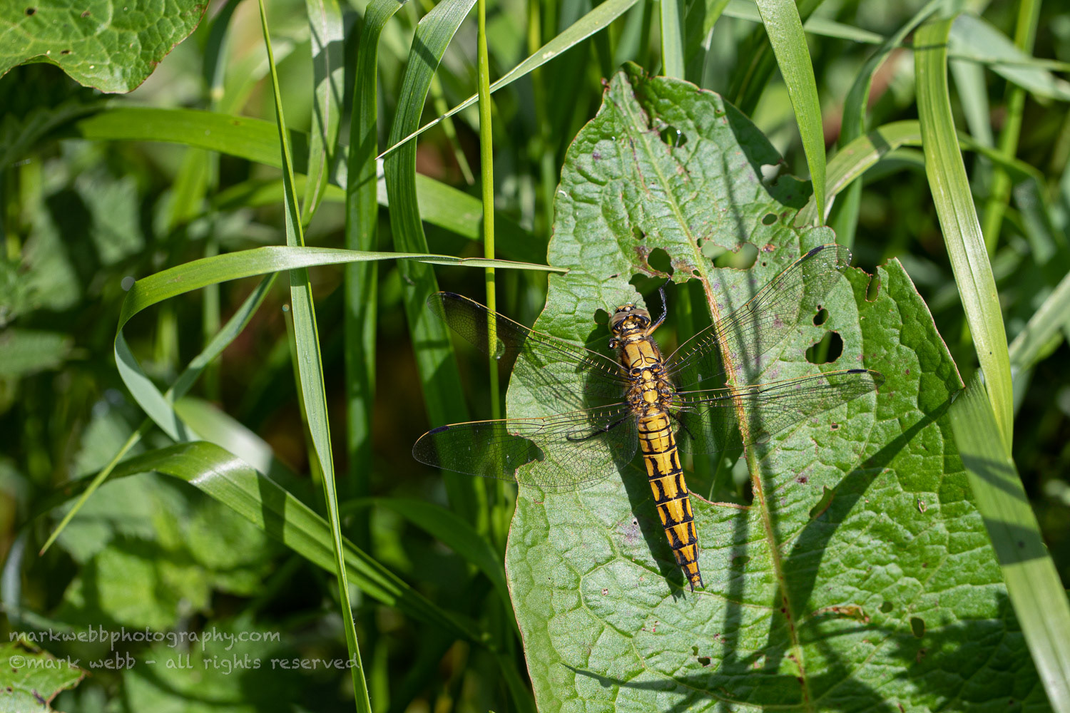 Female (Immature)