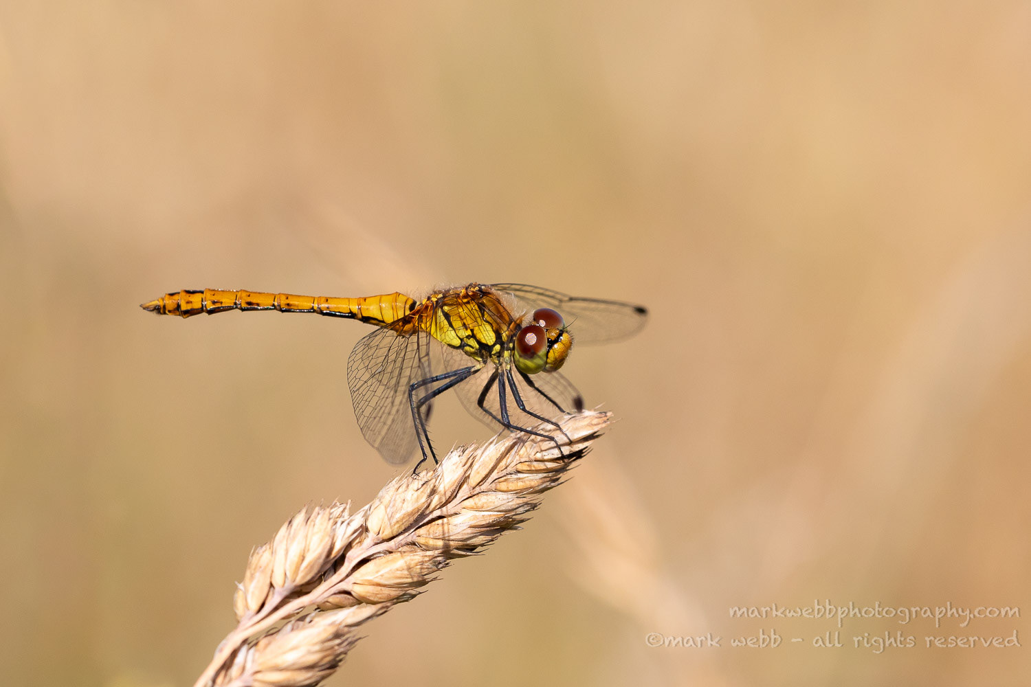 Male (Immature)
