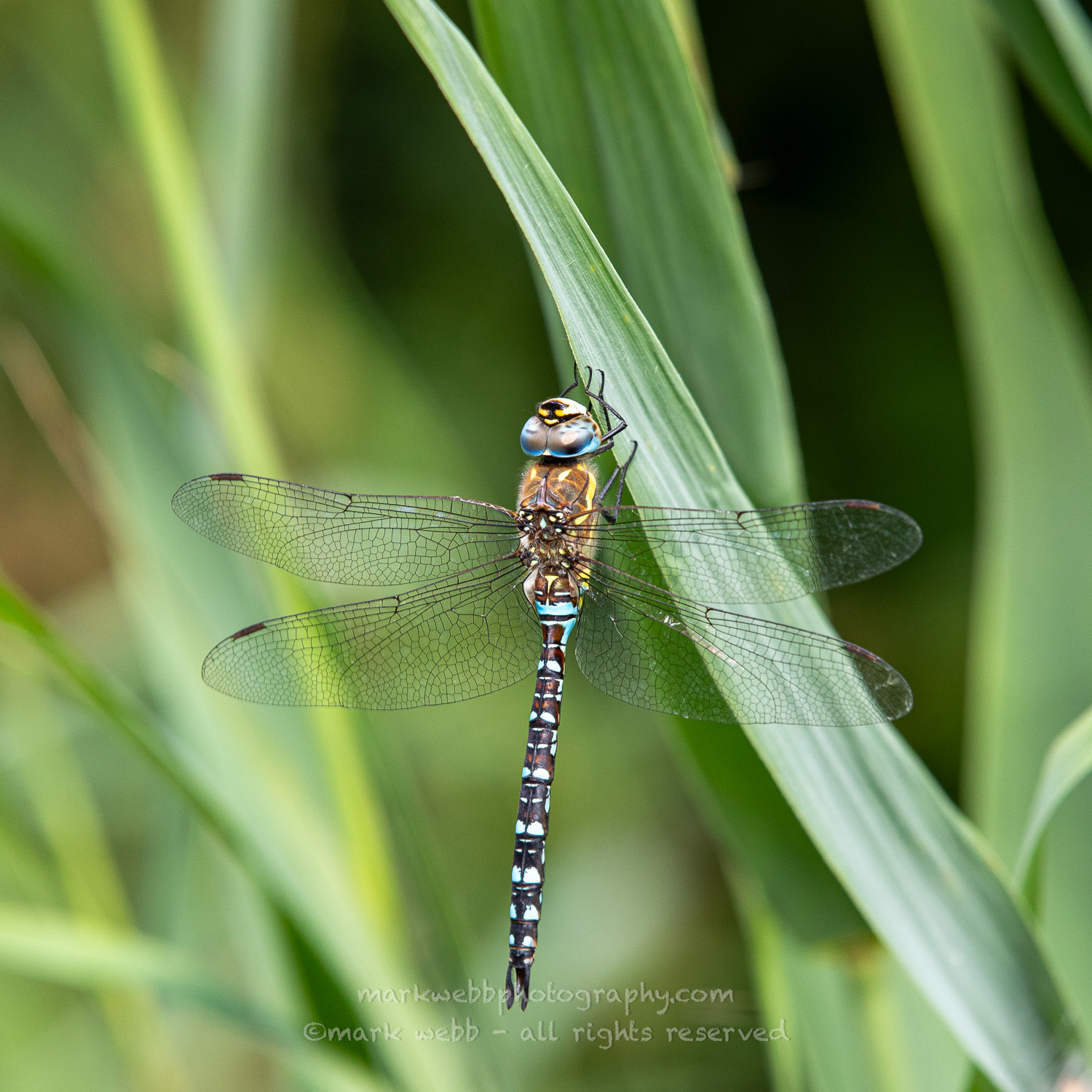Male