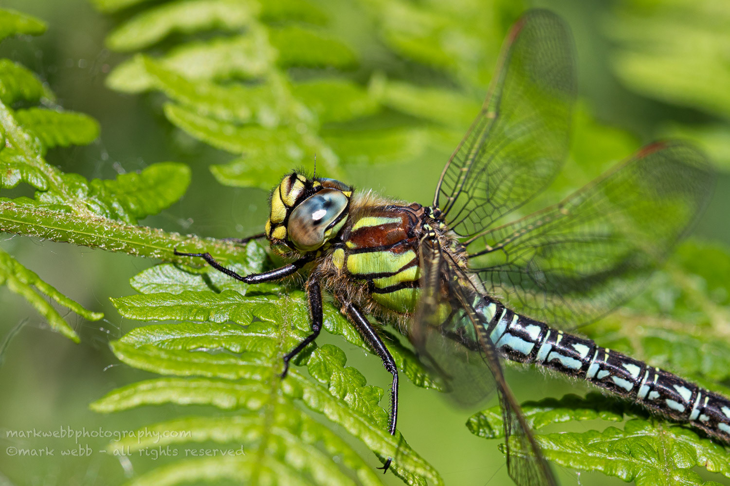 Male