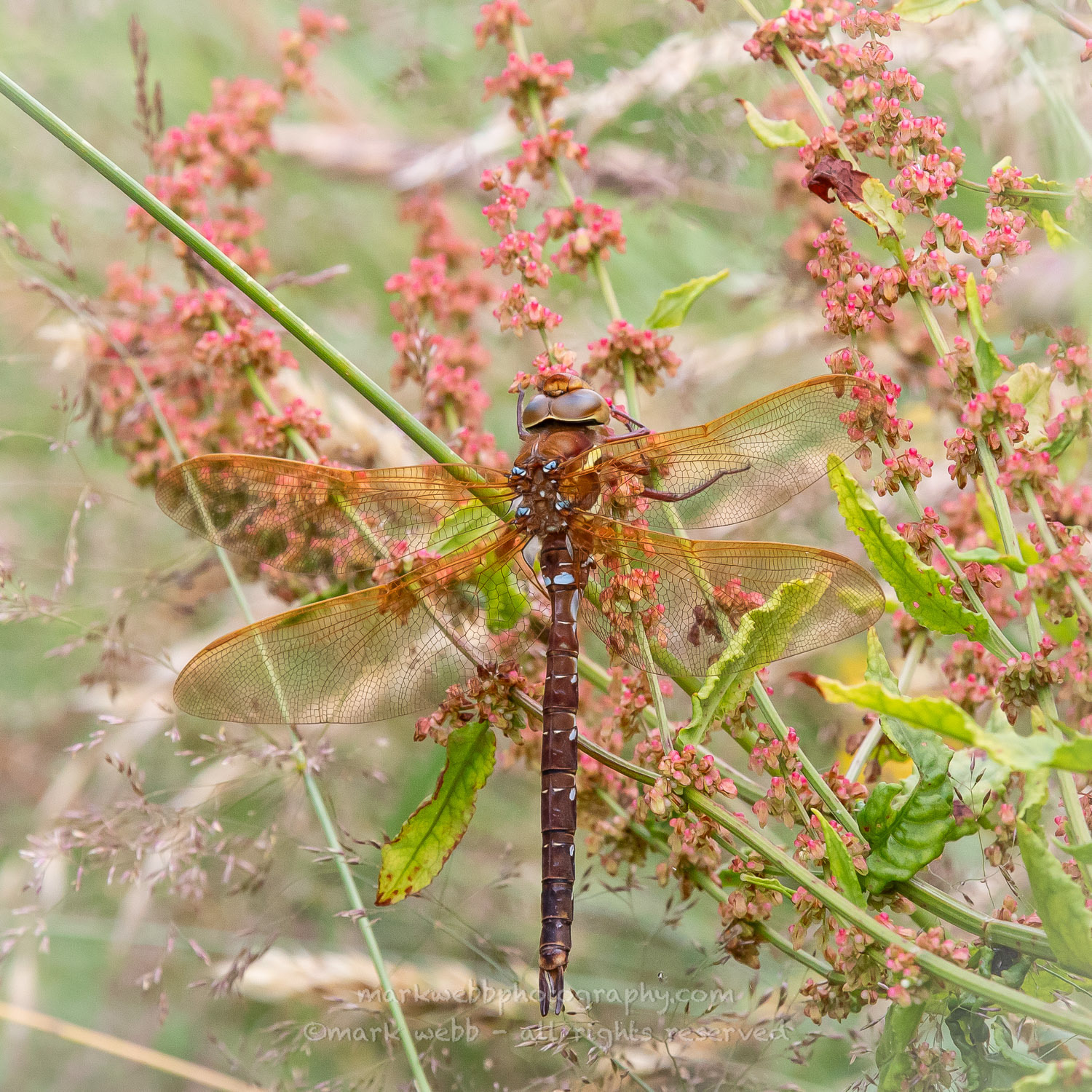 Male