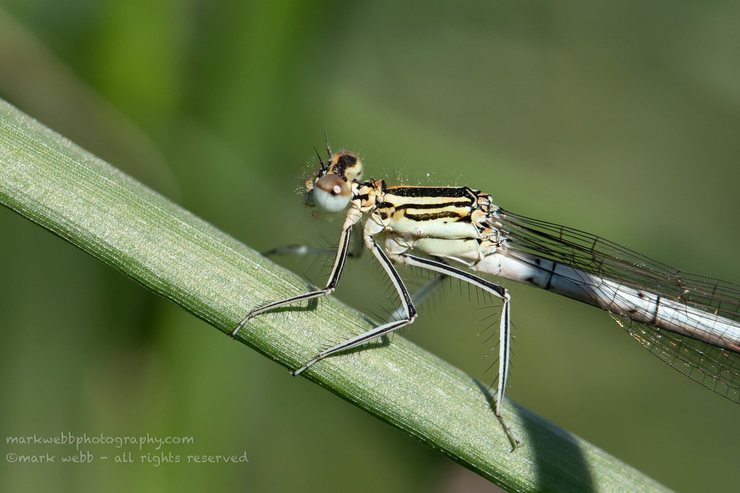 Female