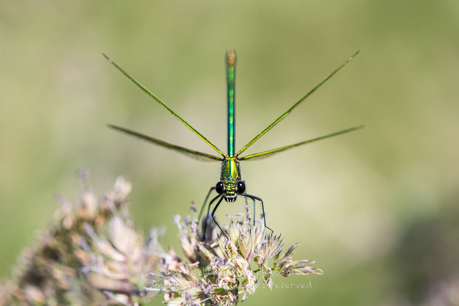 Female