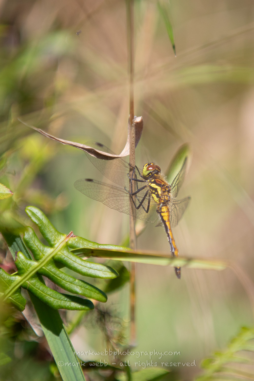 Female