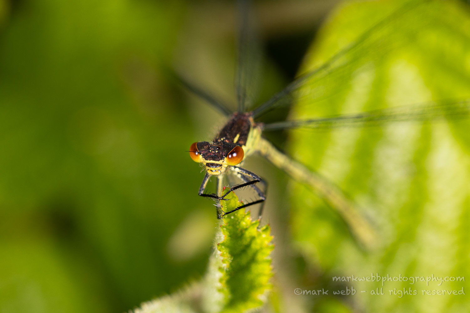 Female