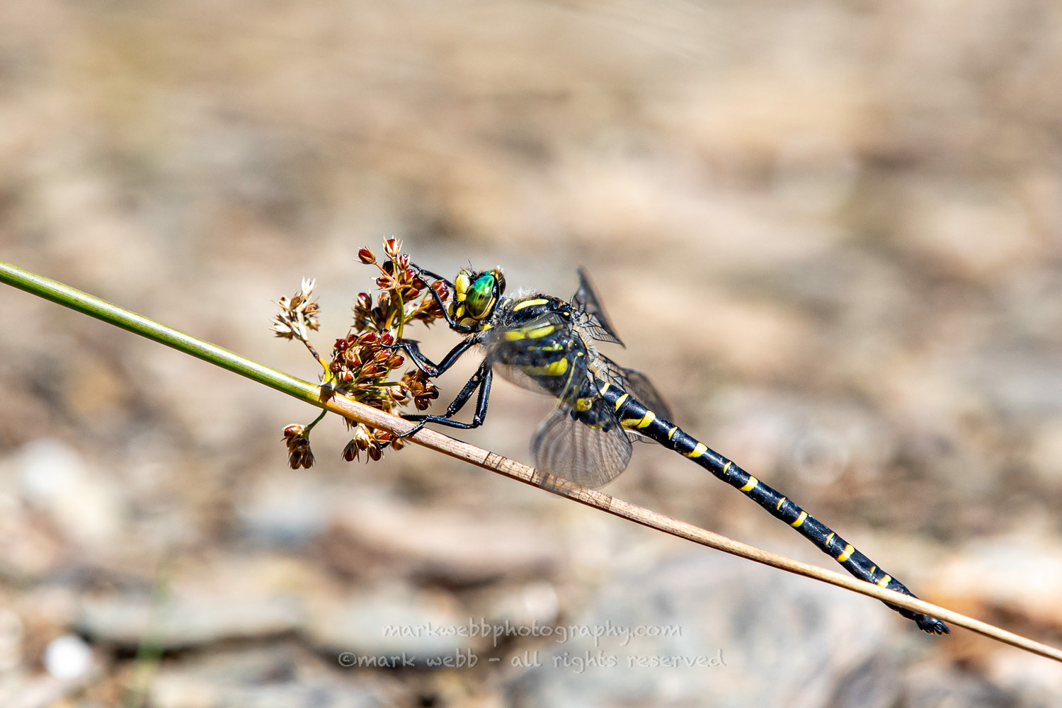 Male