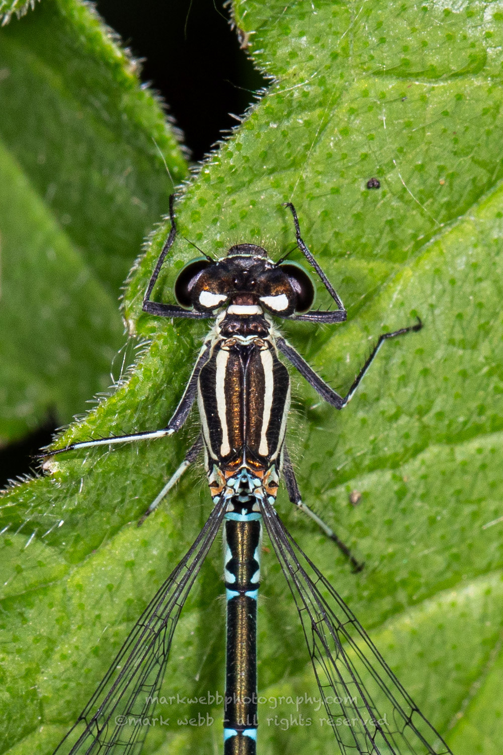 Female