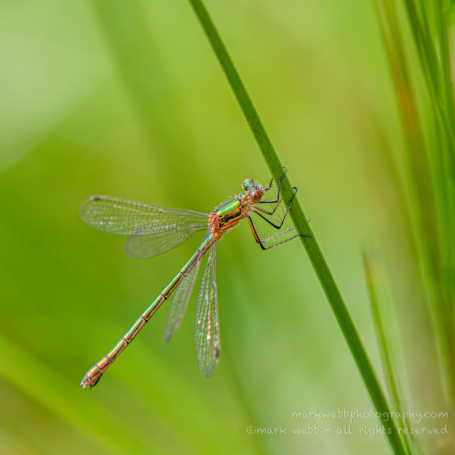 Female