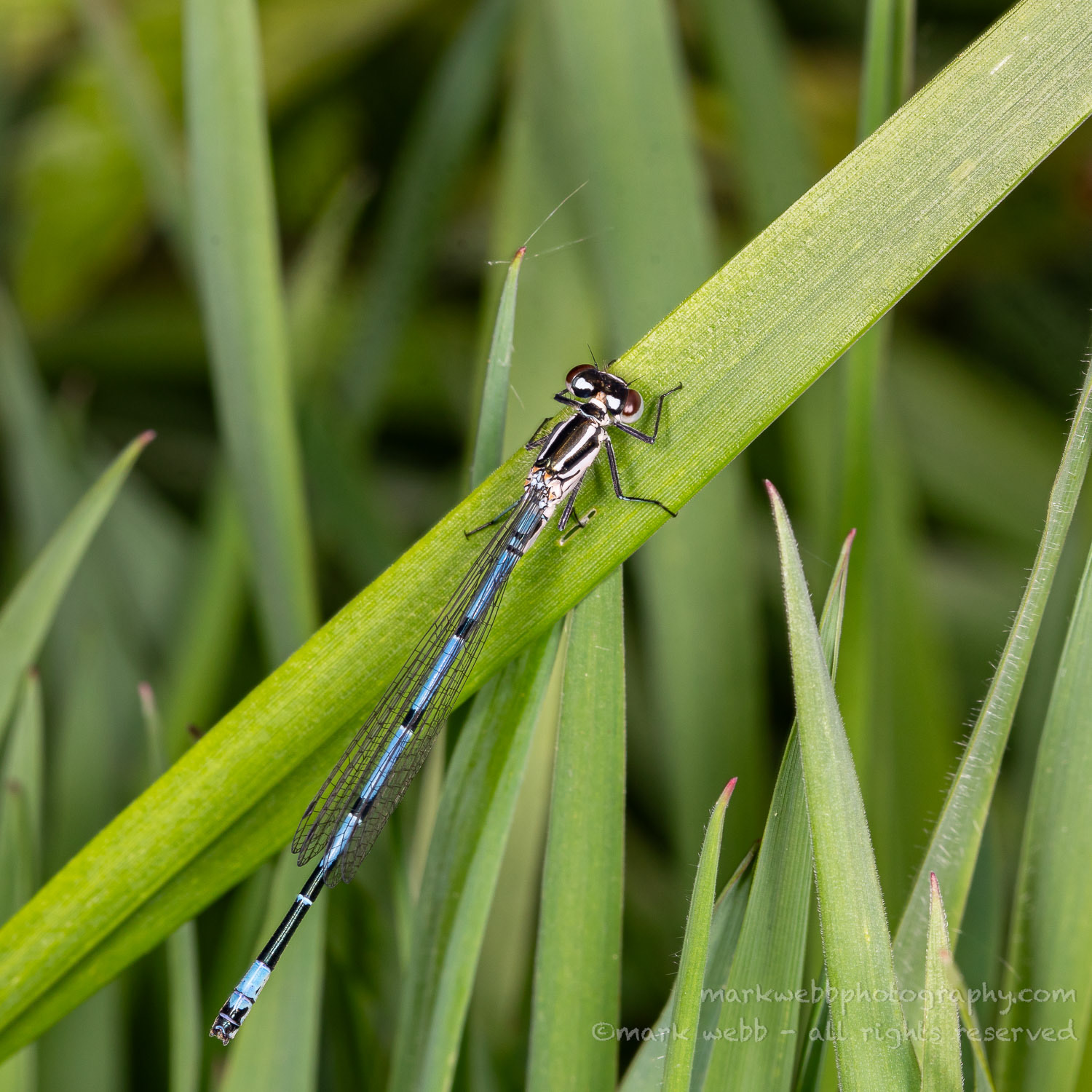 Male (young with white thorax)