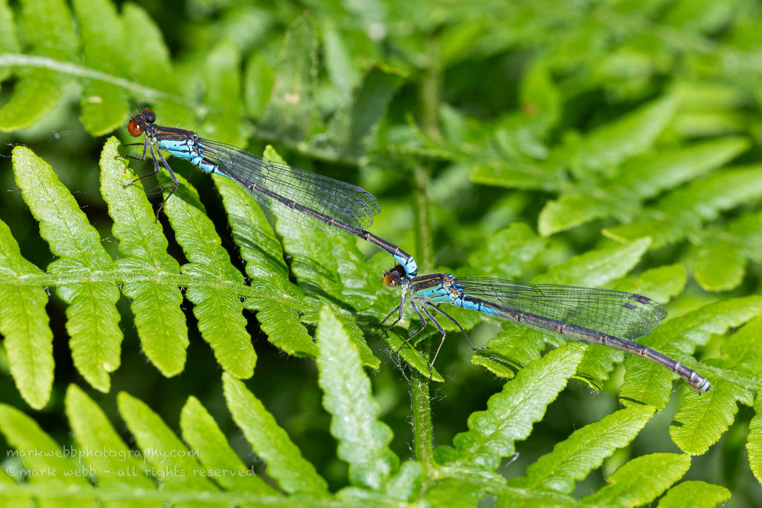 In Tandem