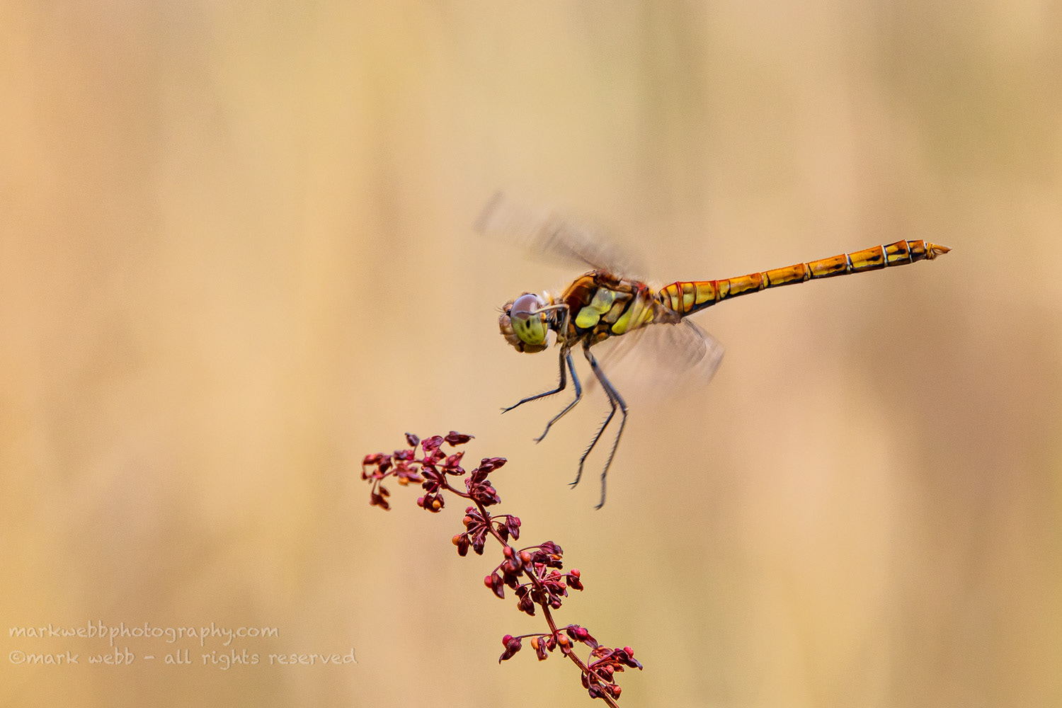 Male