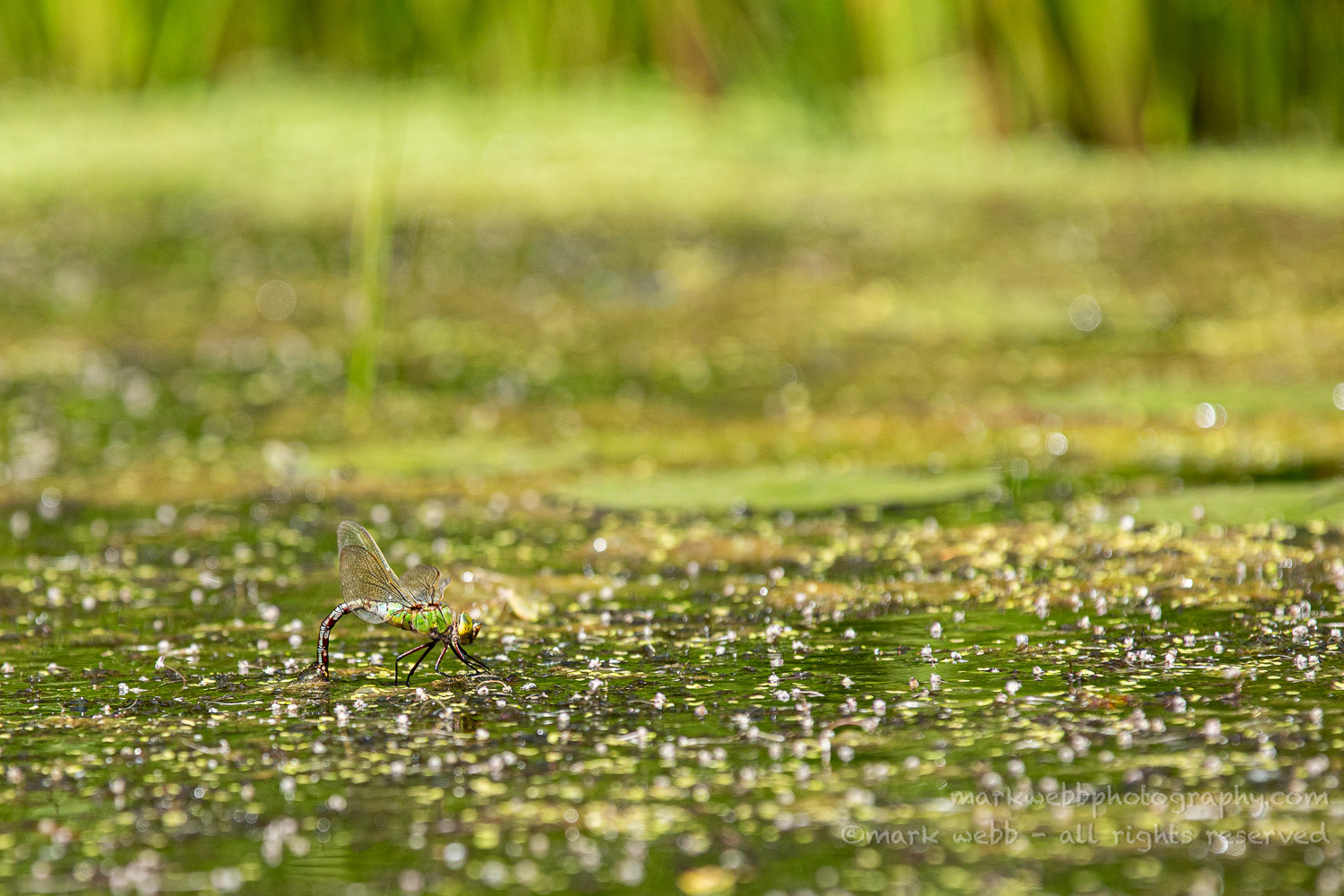 Egg Laying