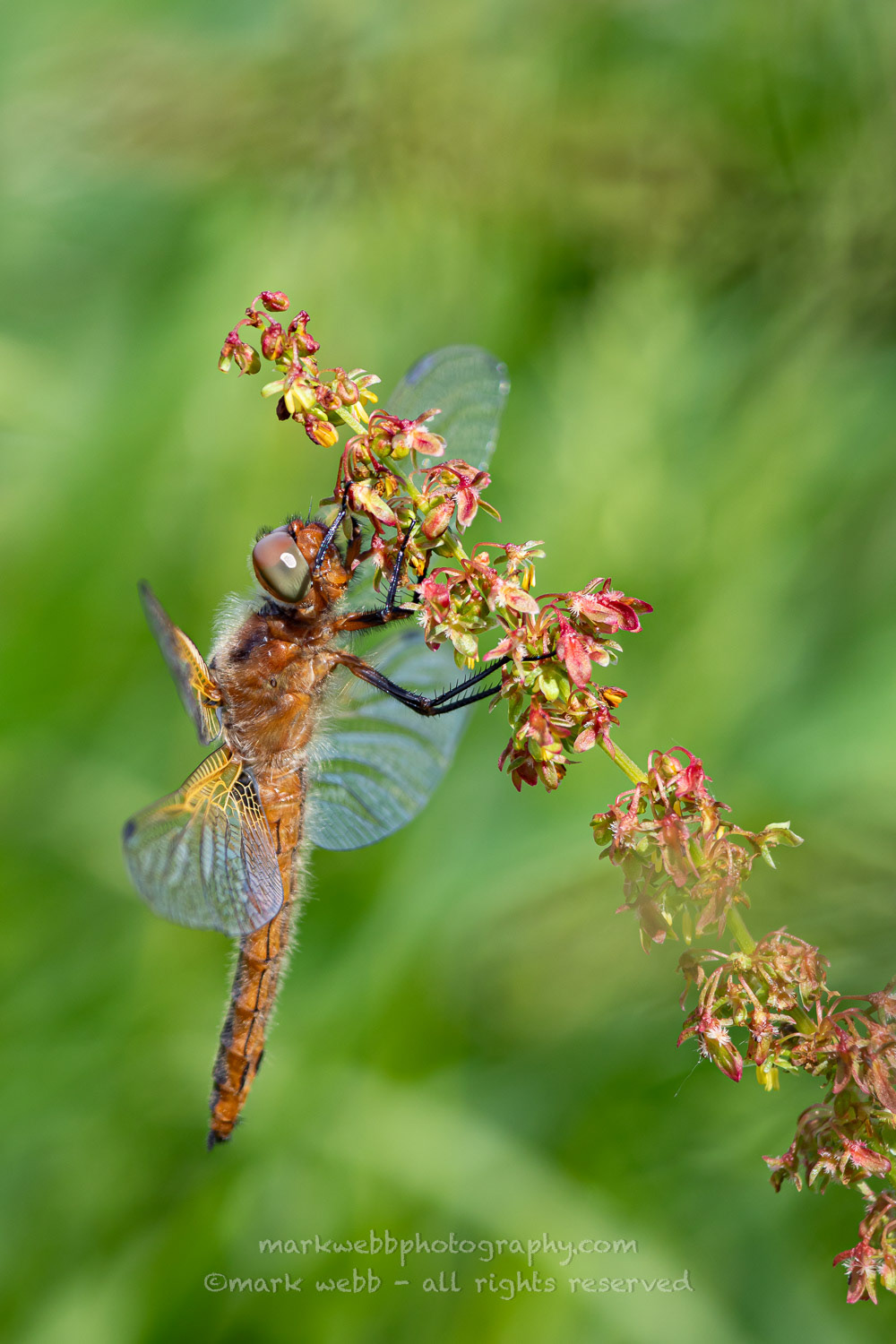 Female