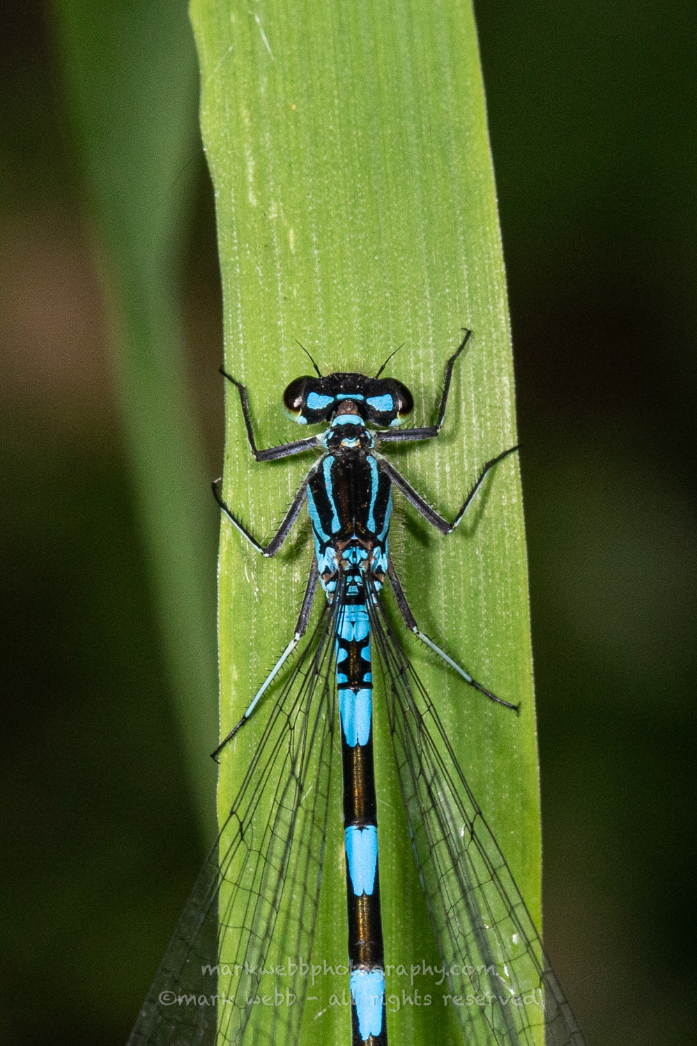 Female
