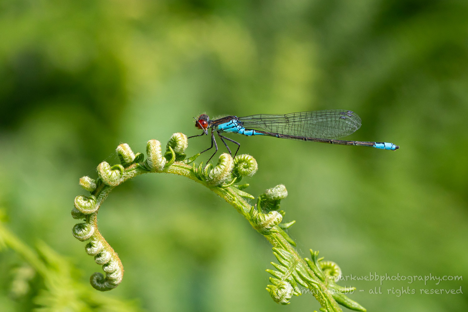 Male