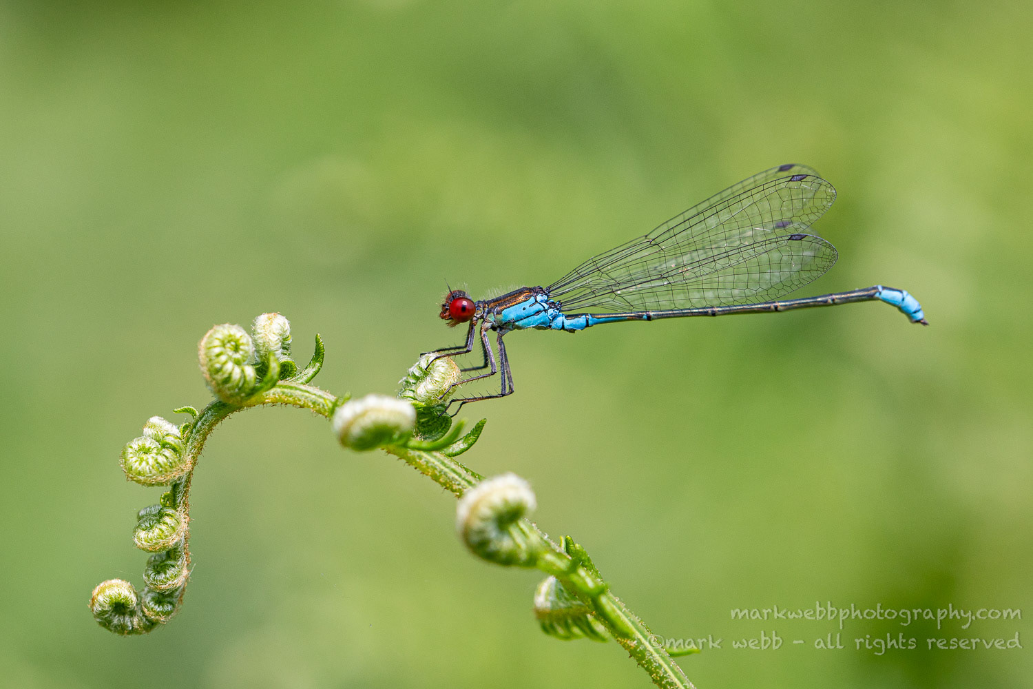 Male