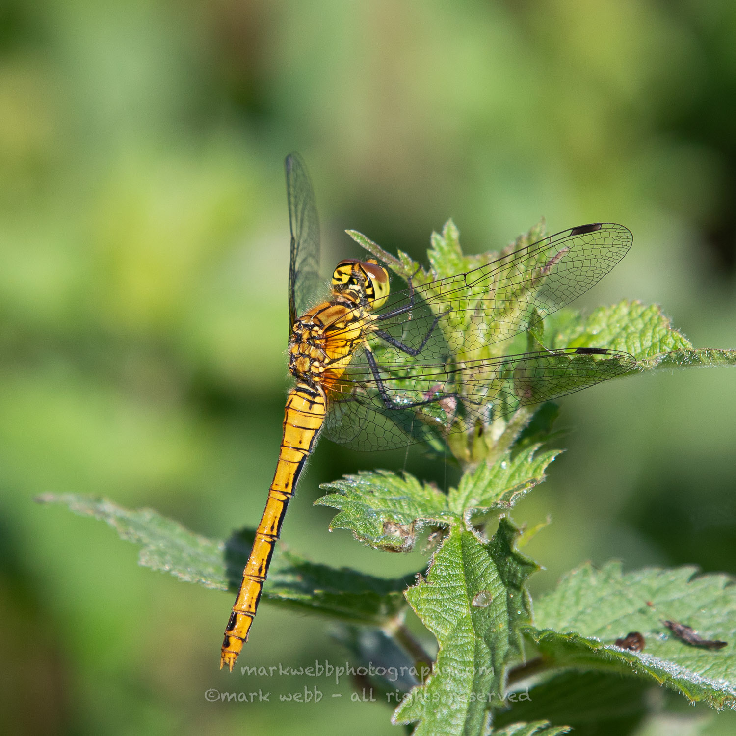 Female