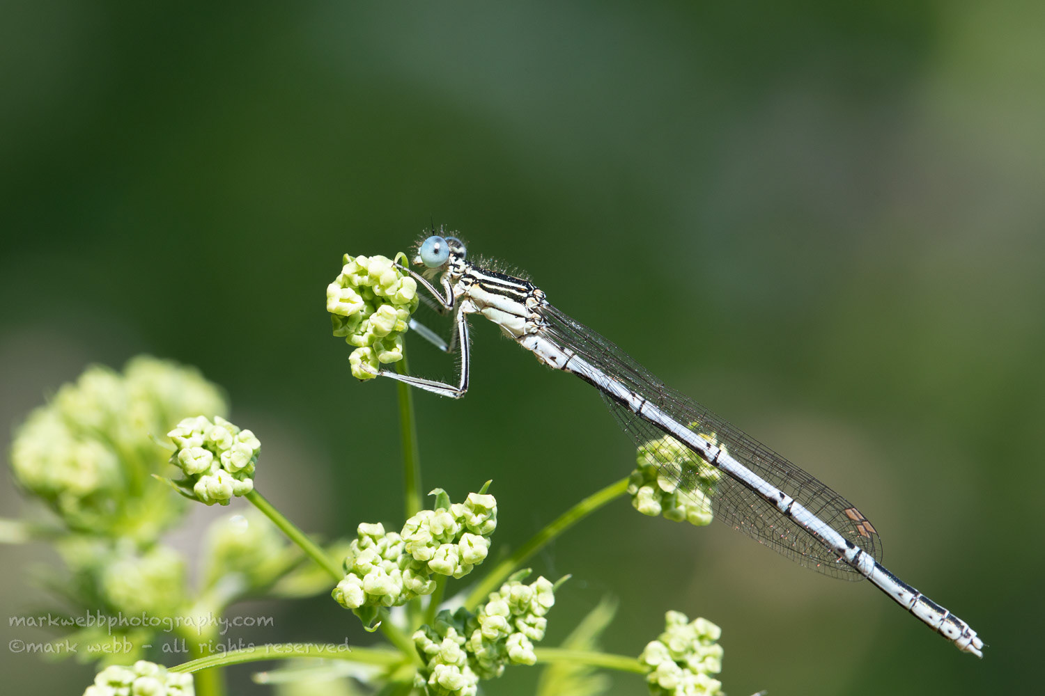 Male (Young)