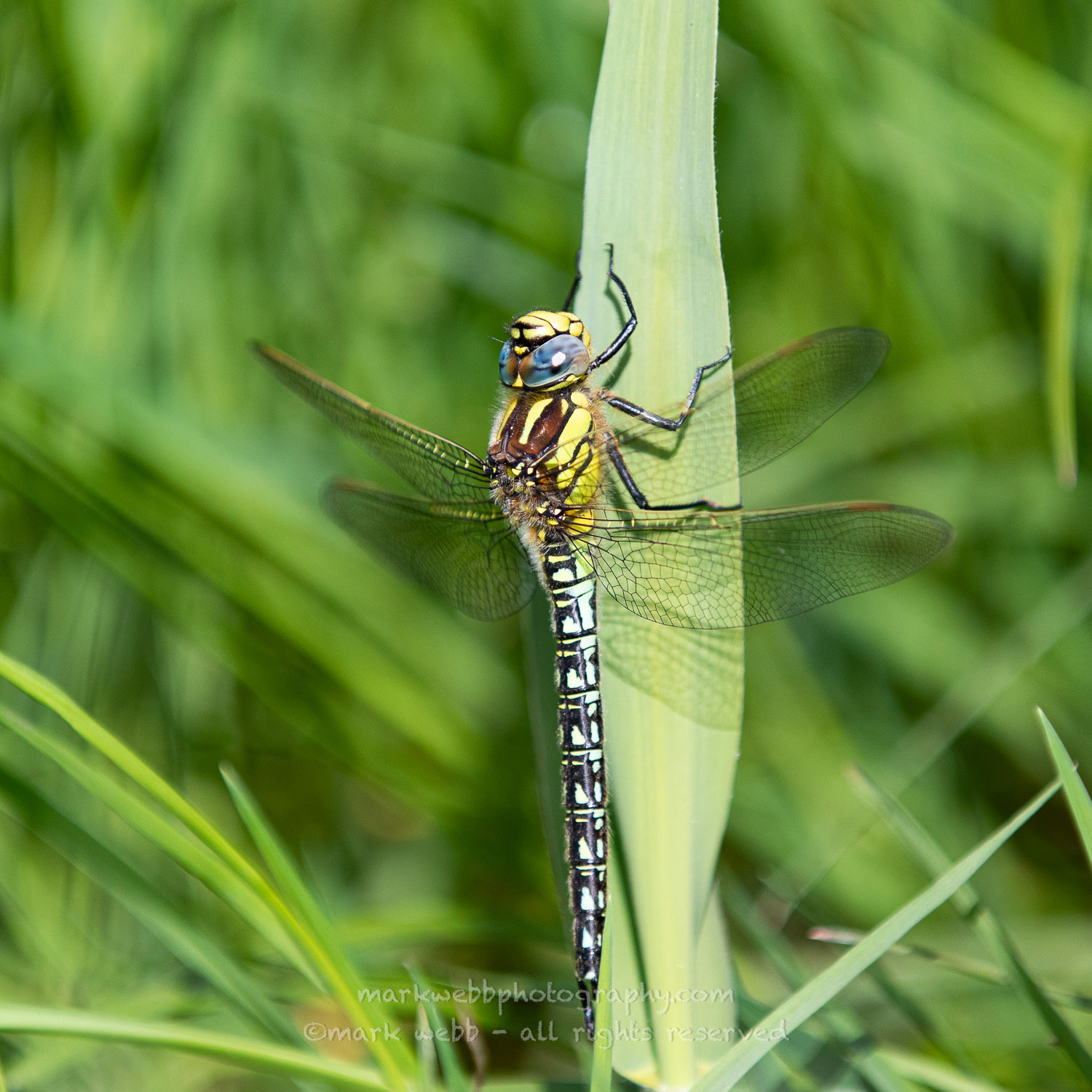 Male