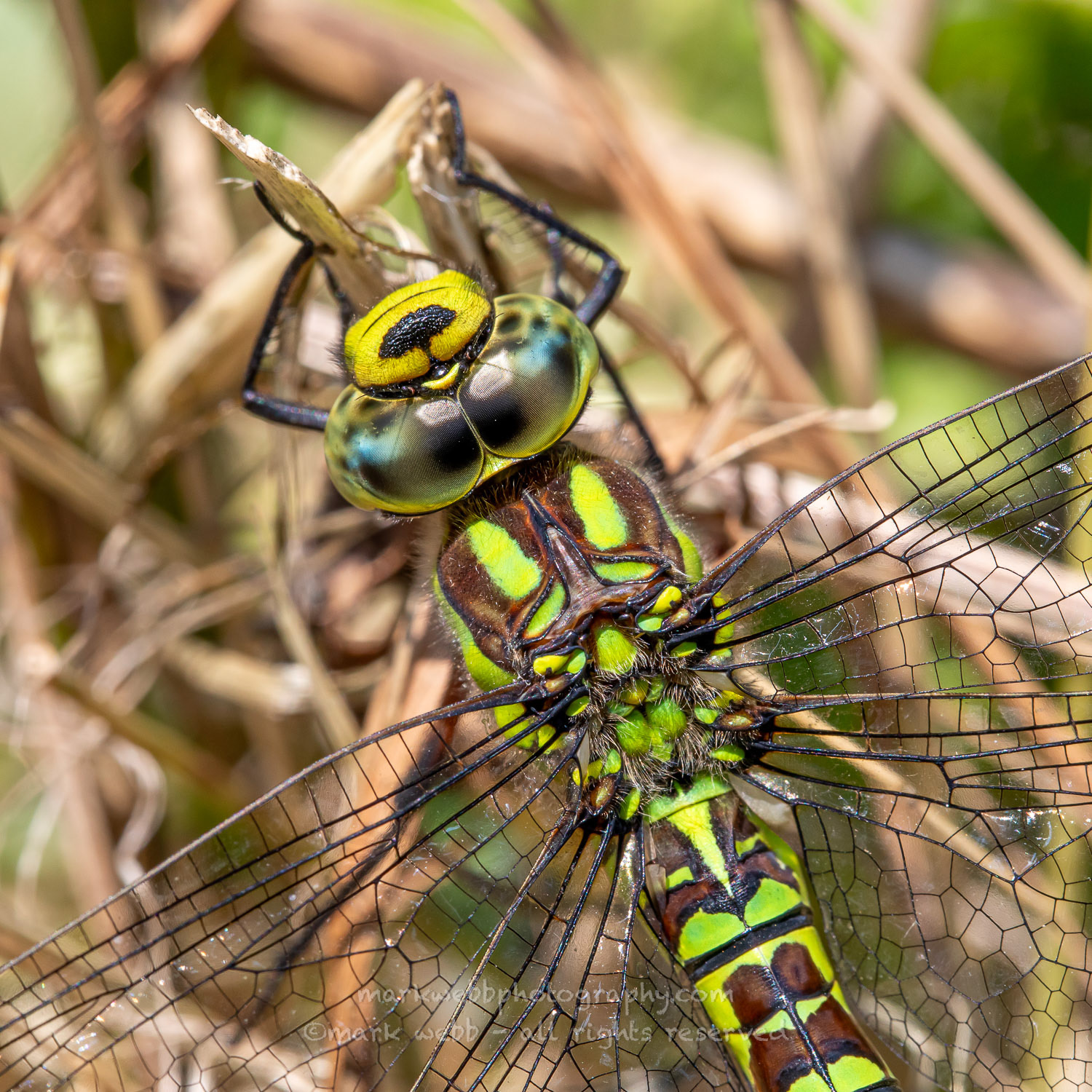 Female