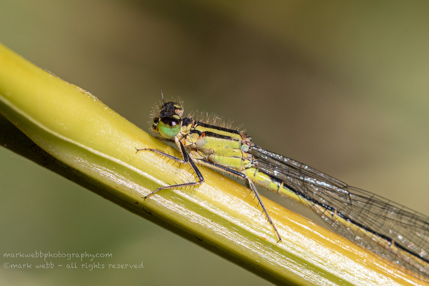 Female (infuscans)