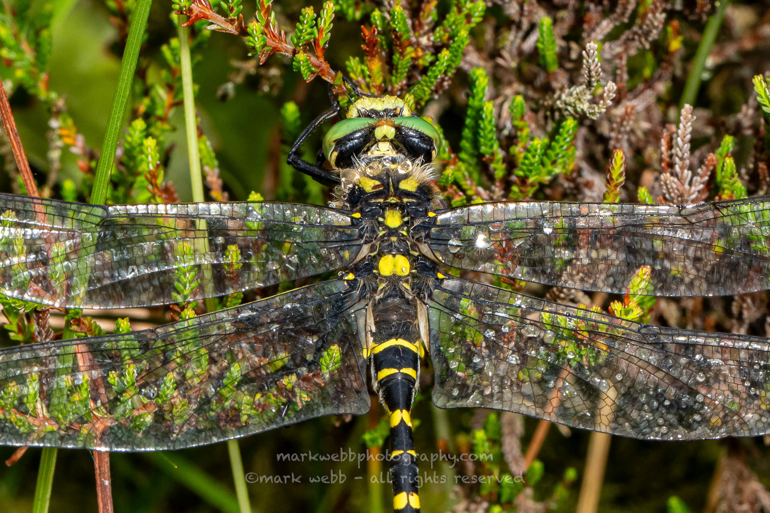 Male