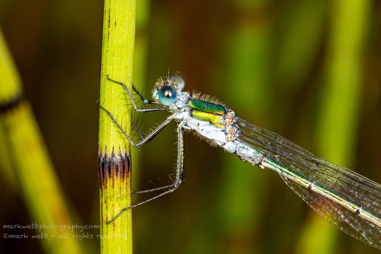 Male