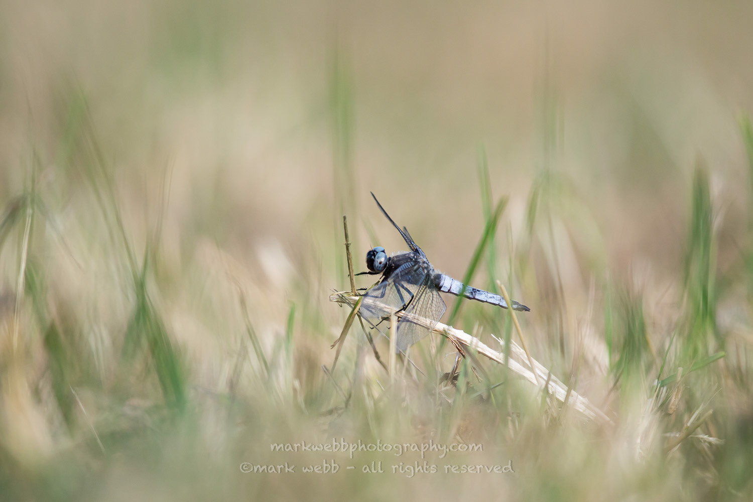 Male
