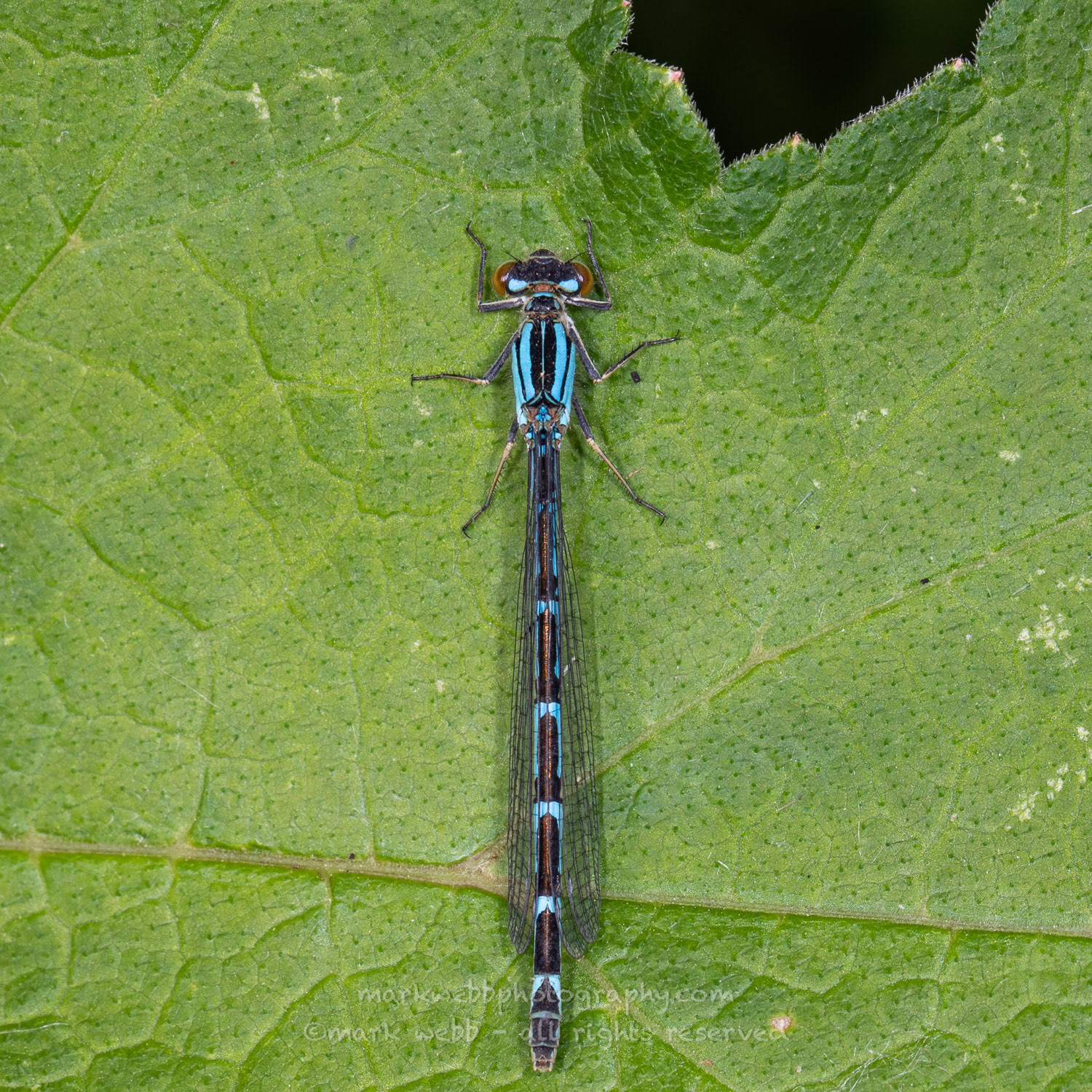 Female (Blue Form)