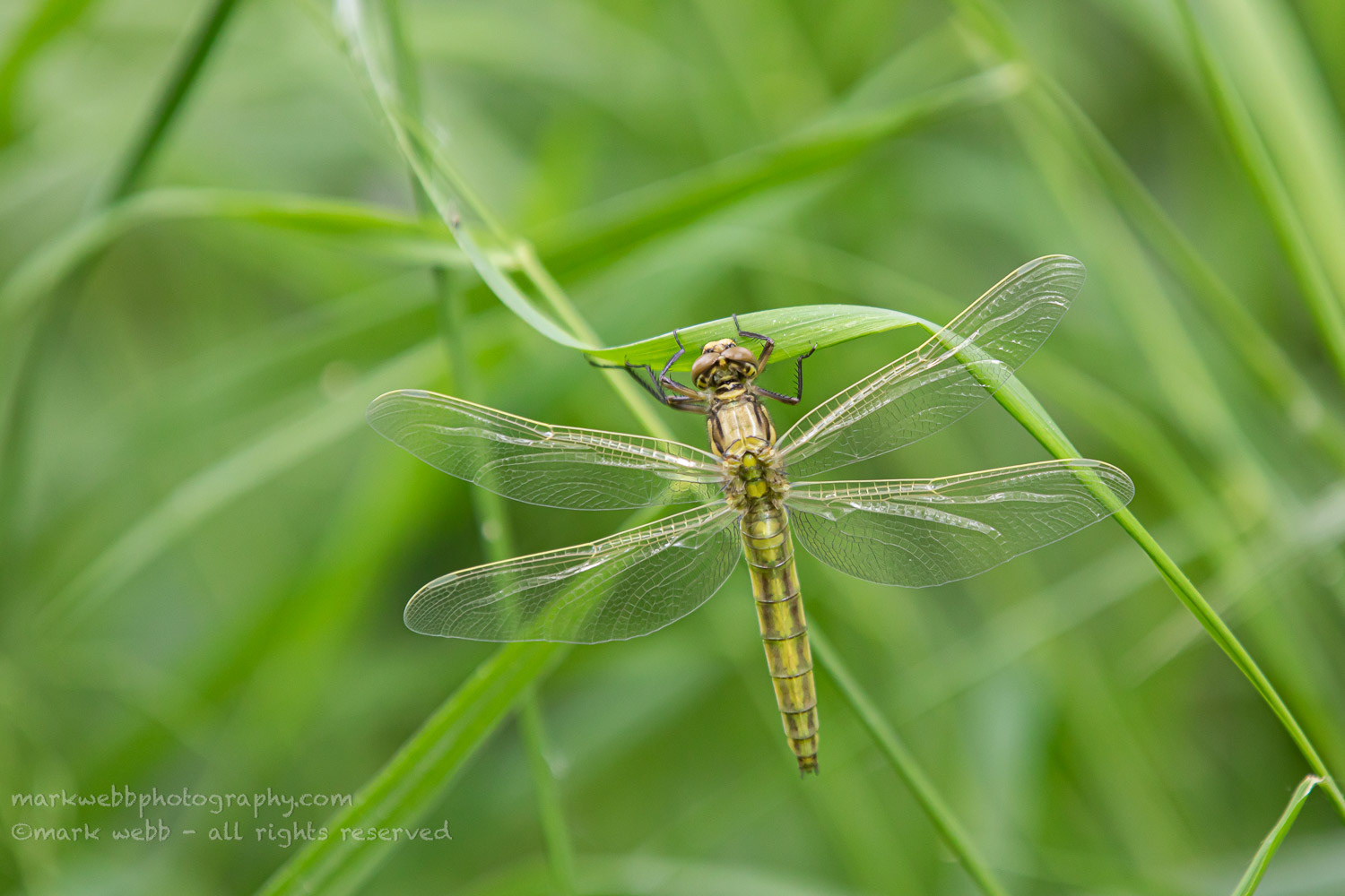 Female (Teneral / Newly Emerged) - Just Opened Wings