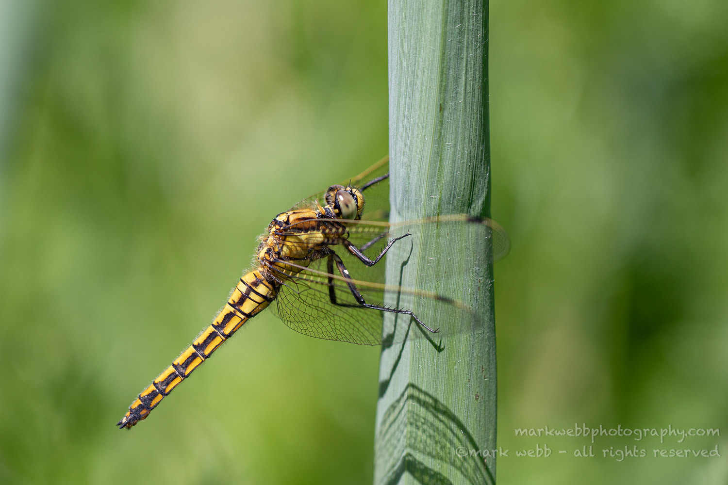 Female
