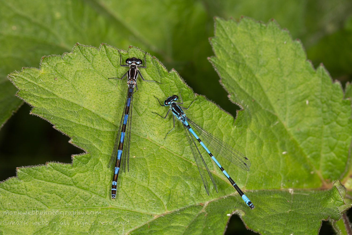 Male and Female