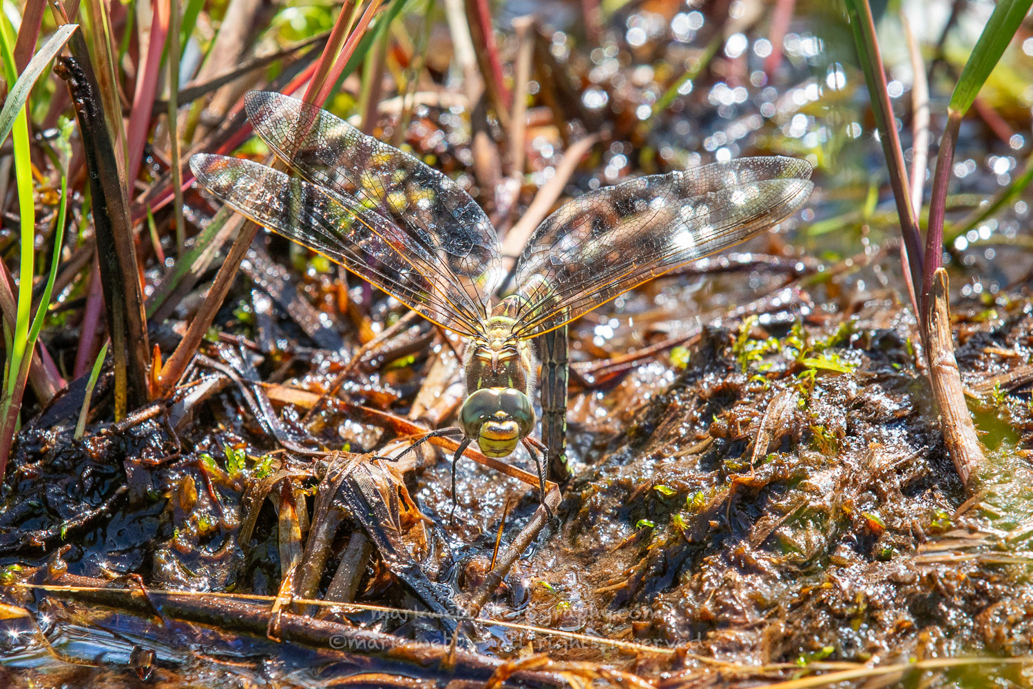 Egg Laying